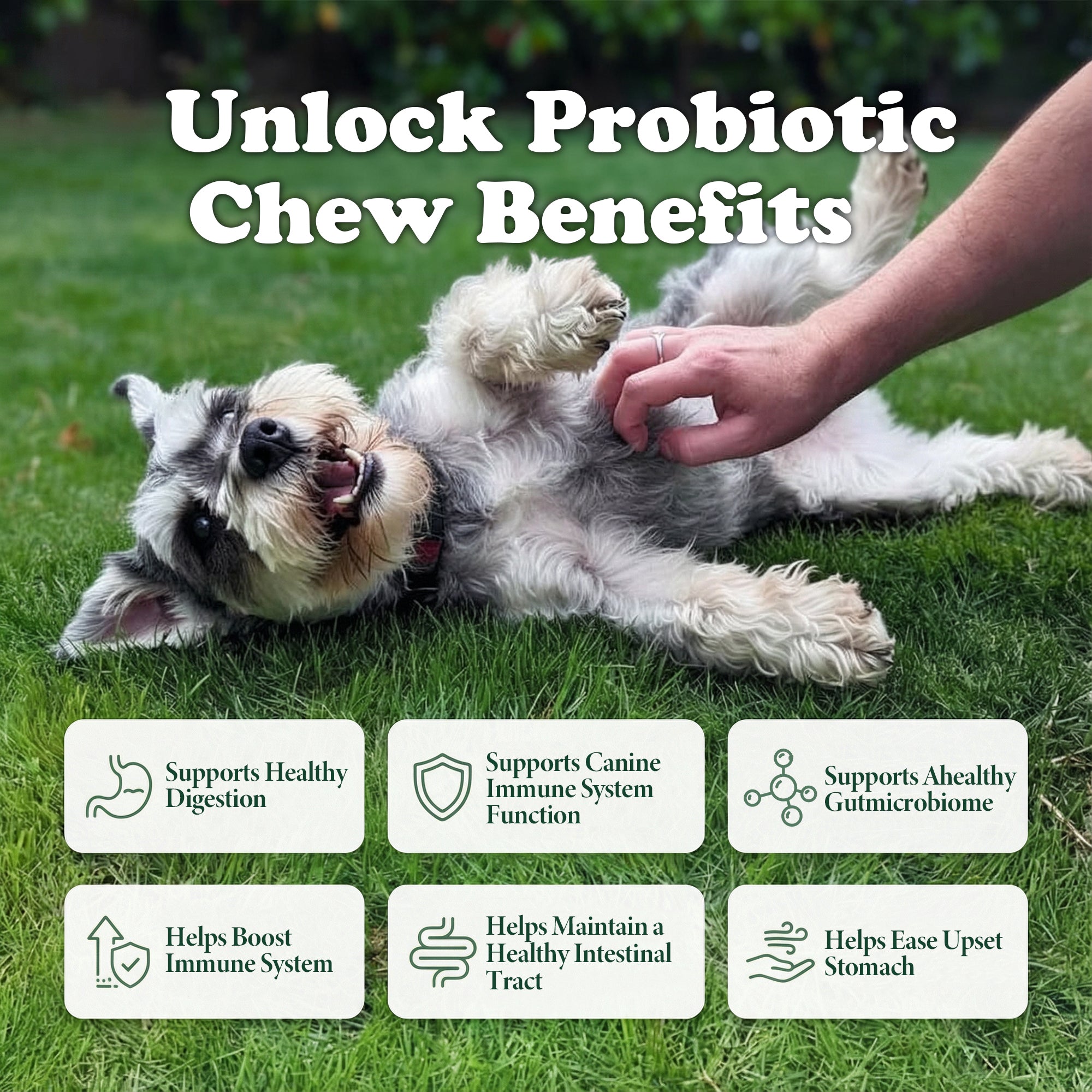 Premium Nutrient Dog Food