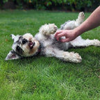 Advanced Pet Probiotics