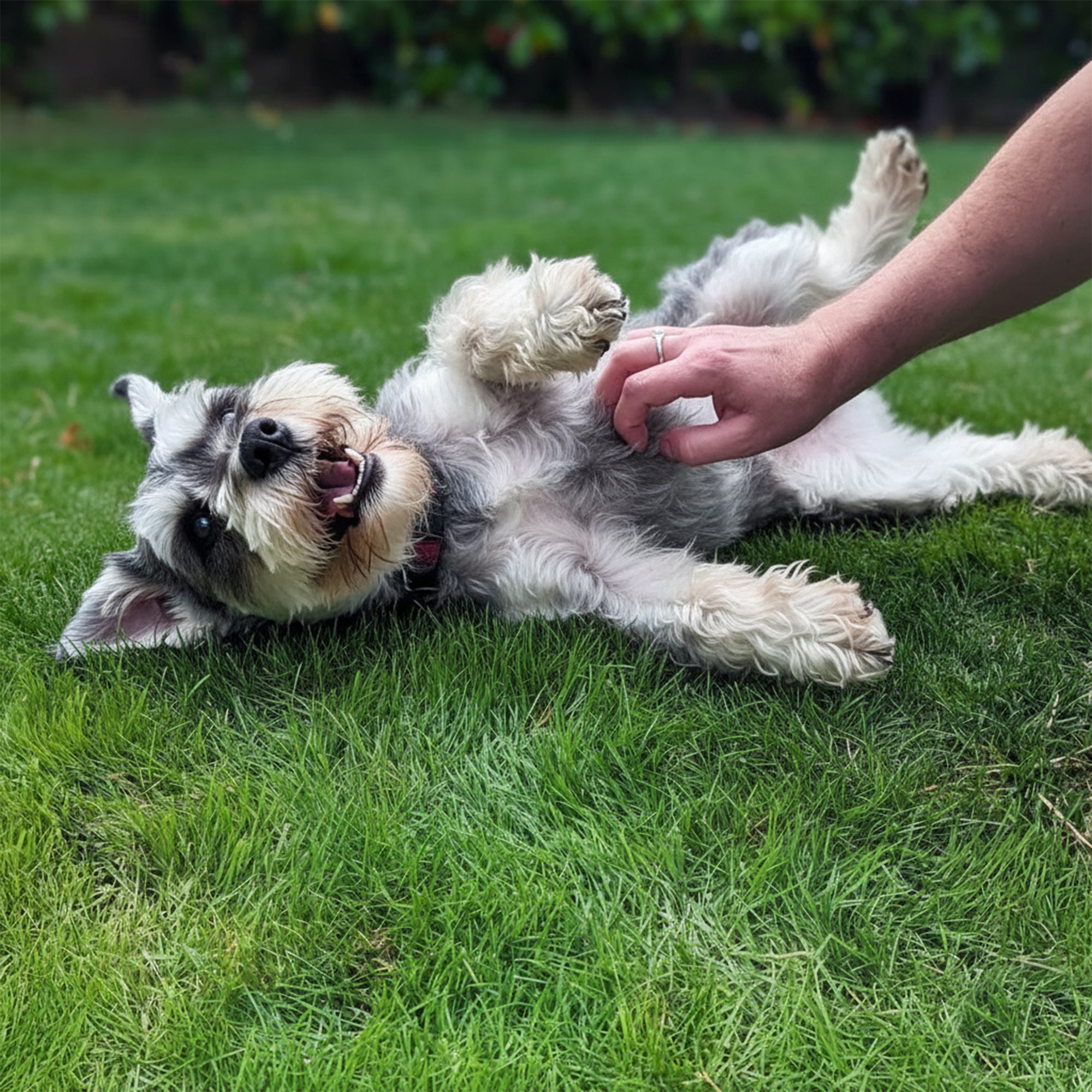 Advanced Pet Probiotics